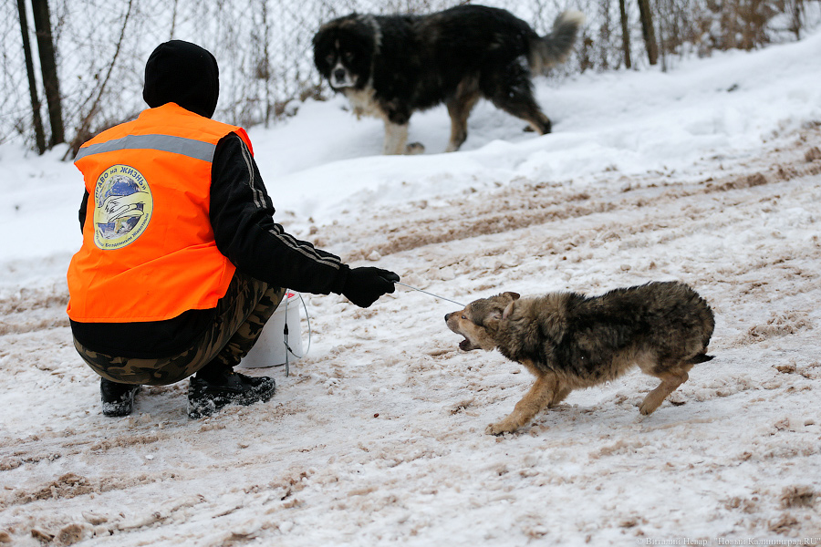 «Петля, намордник, ошейник»: как волонтеры бездомных собак отлавливают