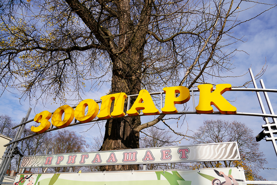 В зоопарке Калининграда намерены реконструировать вольеры для лосей за 340 млн руб. под медвежатник 