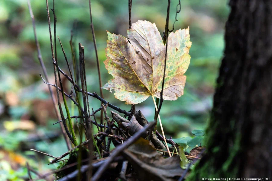 Погода в Калининградской области 1 ноября