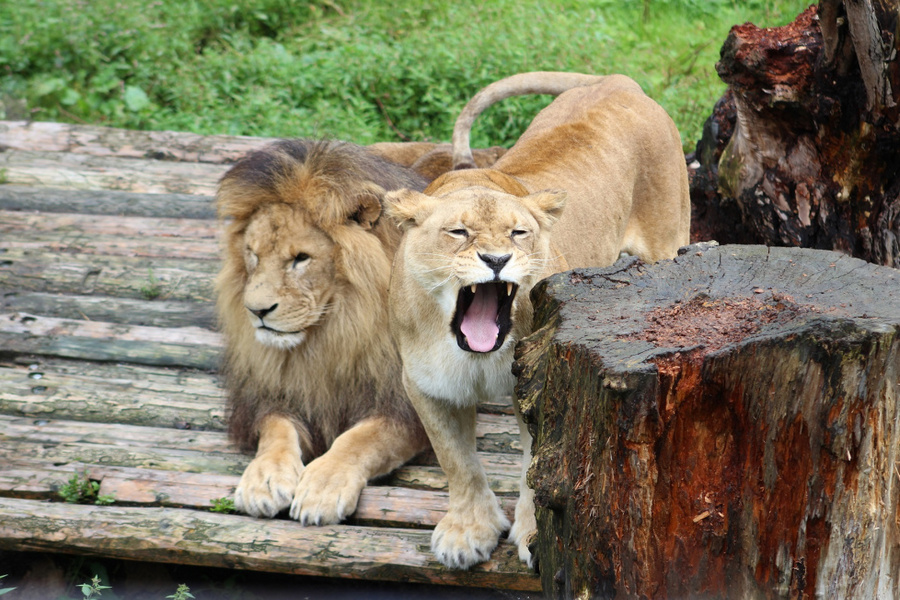 Фото: Калининградский зоопарк