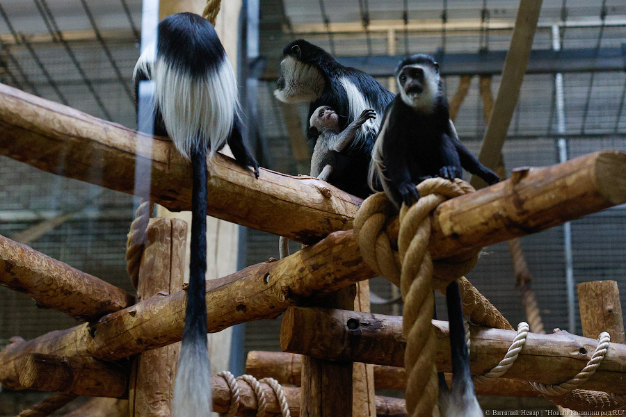 Детки Годзиллы: в Калининградском зоопарке родились колобусы (фото)