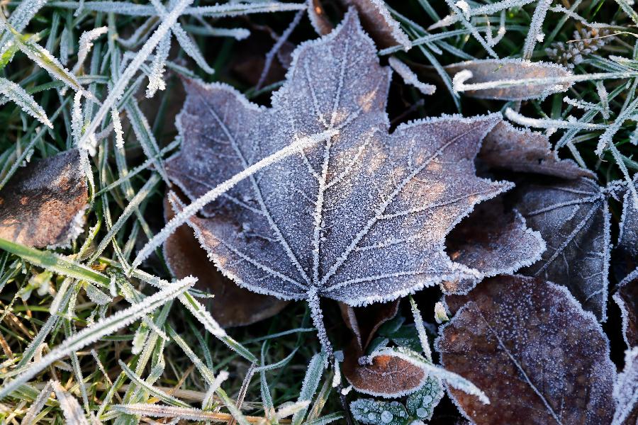 Зимы в Калининграде последние 10 лет были теплее нормы