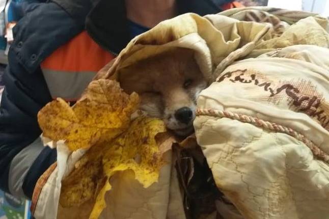 В Калининграде спасатели «завернули в одеялко и отвезли в ветклинику» лису