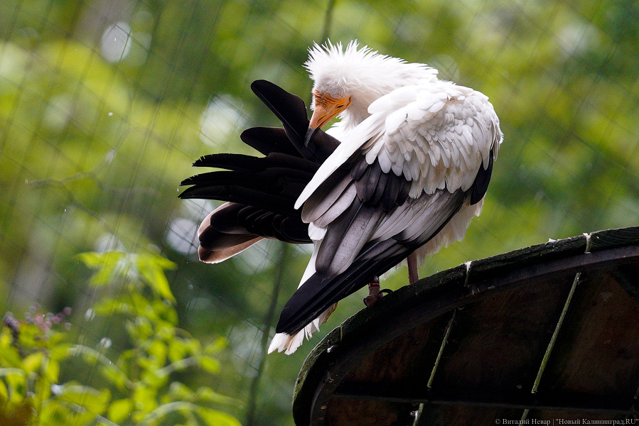 Жаба, гадюка и другие: в зоопарке открылся террариум после ремонта (фото)