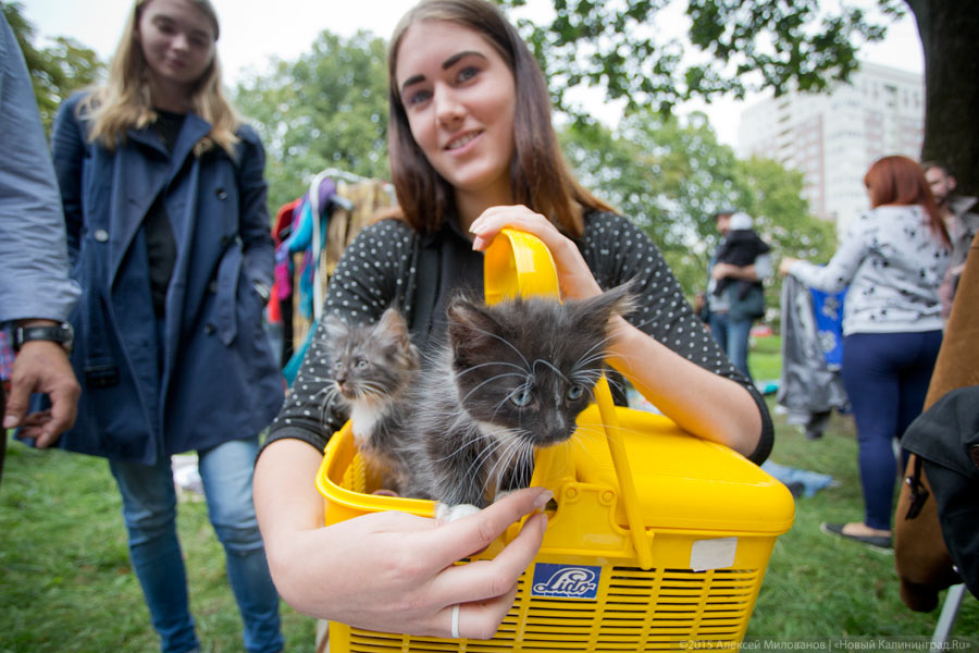 Диван, чемодан, саквояж: всё о субботней барахолке в «Воротах»
