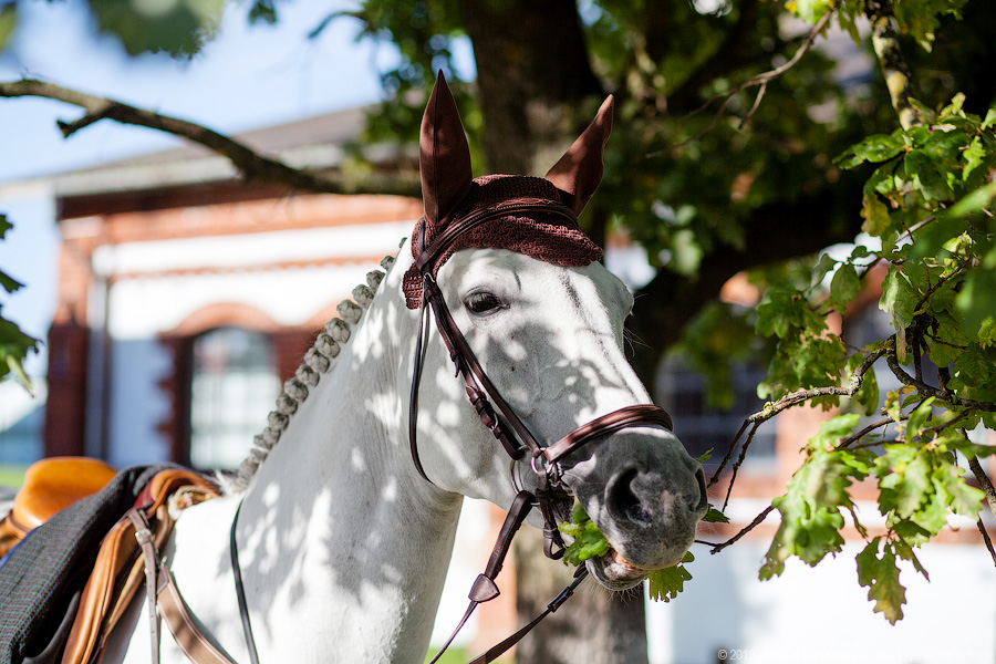 «Кубок президента РФ для немцев»: фоторепортаж с турнира по конкуру в Георгенбурге