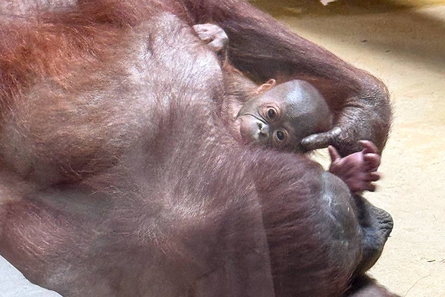 Фото: Калининградский зоопарк