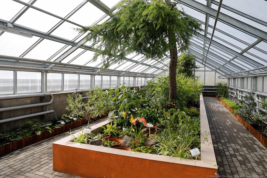 Дом для кактусов: в Ботаническом саду Калининграда открыли оранжерею (фото)