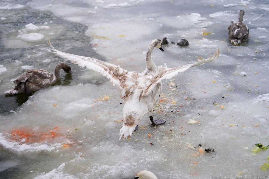 Ледяной плен: в Калининградском морском канале из-за мороза погибают лебеди (фото)