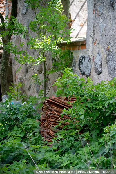 Навоз и куры: кирха 14-го века в поселке Каштаново стала пастбищем для скота