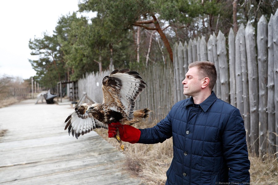 Пятеро местных и один залетный: на Куршской косе выпустили на волю канюков (фото)