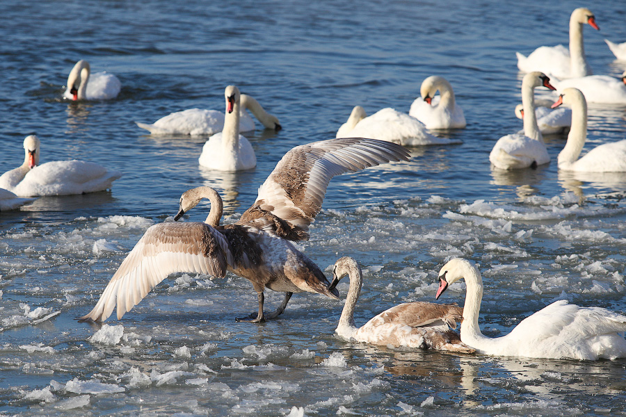 Сотня белых лебедей: как в Балтийске поддерживают замерзающих птиц