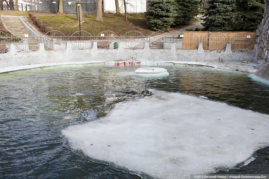 «Белый и пушистый»: портрет белька в интерьере зоопарка