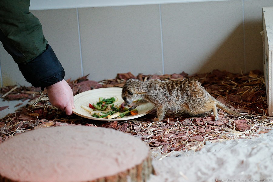 Просто милашки: в Калининградском зоопарке обживаются две самки сурикатов