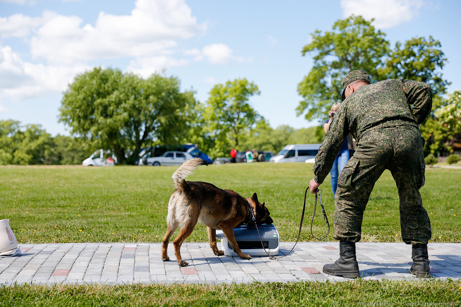 Пёс Барбос и наркокросс: под Калининградом прошли соревнования кинологов