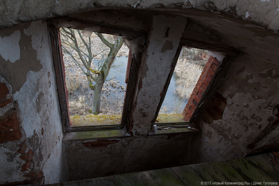 «Шаакен, волонтеры и кот Воровай»: фоторепортаж «Нового Калининграда.Ru»