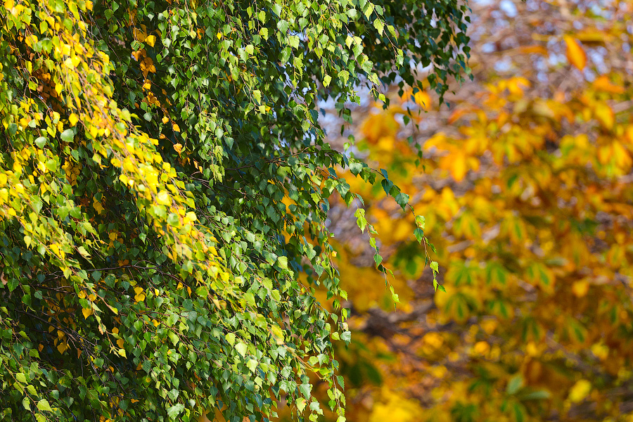 Время тыквы: как в Калининграде проходит необычная осень (фото)