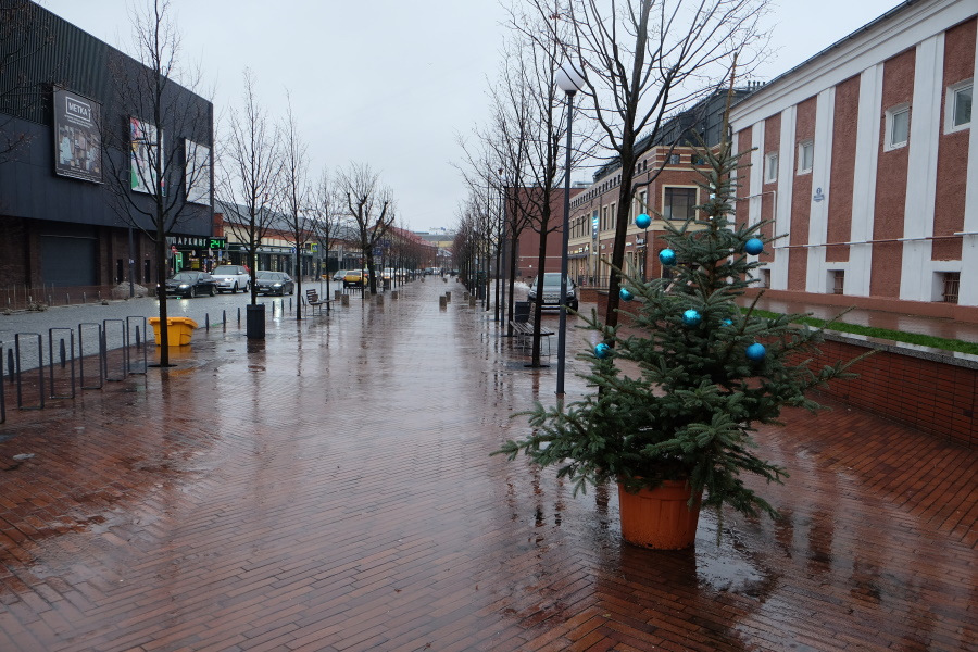 Мэрия Калининграда опубликовала список улиц, где высадят бывшие новогодние ели