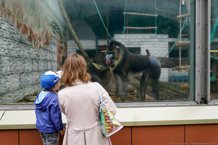 Жаба, гадюка и другие: в зоопарке открылся террариум после ремонта (фото)