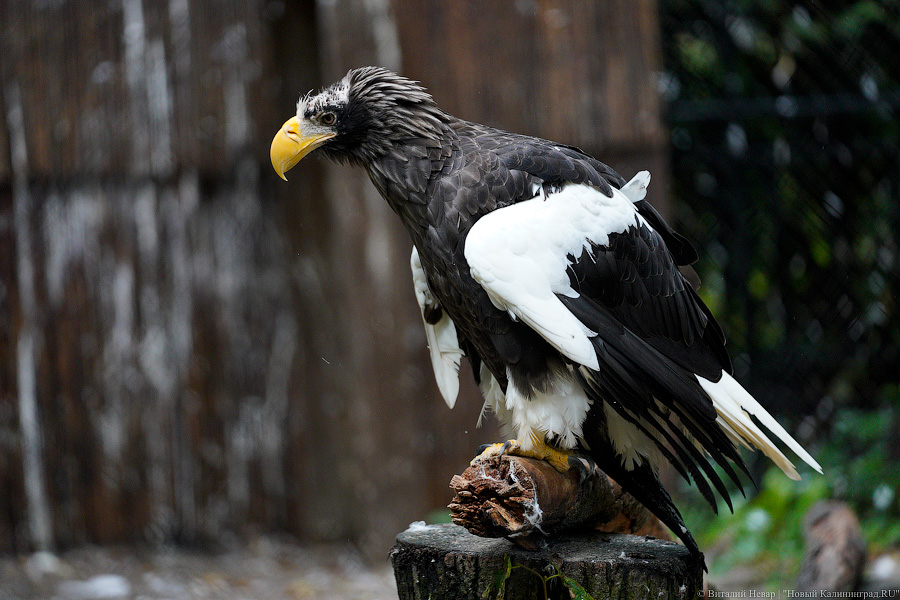 Жаба, гадюка и другие: в зоопарке открылся террариум после ремонта (фото)