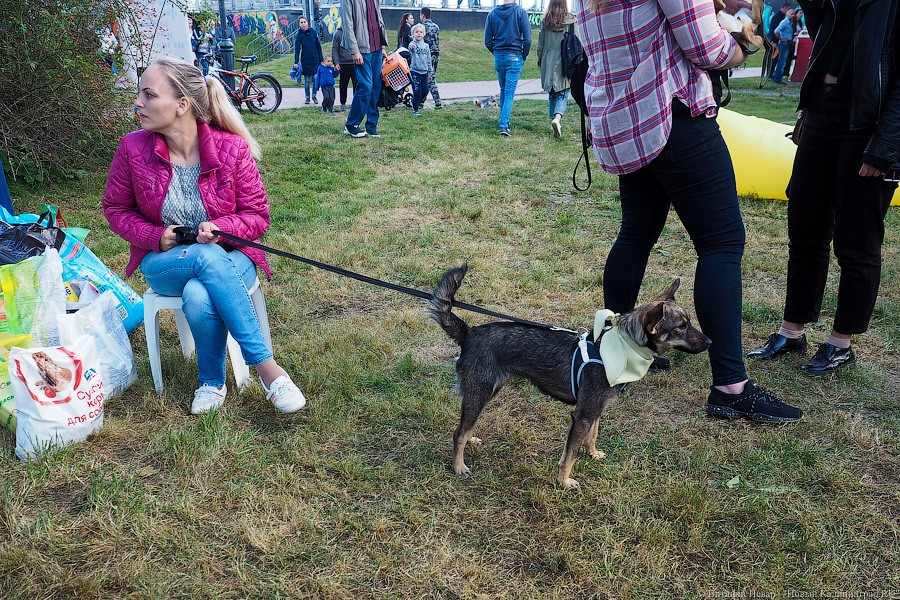 Подари мне дом: на Верхнем озере организовали выставку бездомных животных