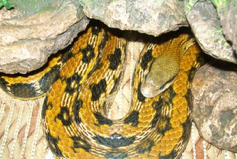 Хозяин "удава с грустными глазами": "Он обожает почесывания по пузику"