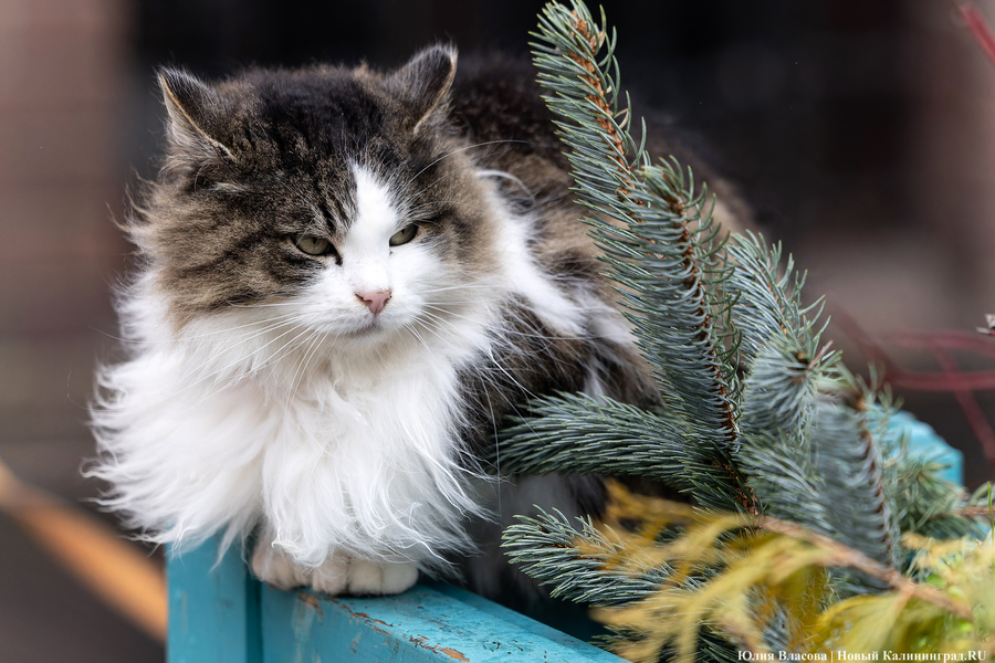 Фото: Юлия Власова / «Новый Калининград»
