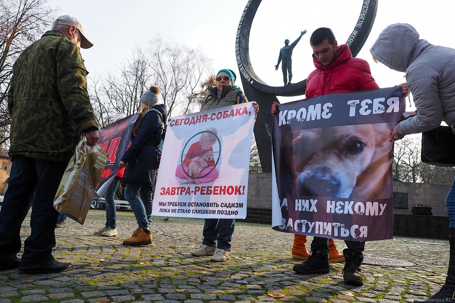 За что нас убивают?: как в Калининграде митинговали в защиту животных