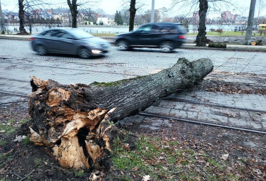 Столбы, деревья, указатели: последствия шторма в Калининграде (фото)