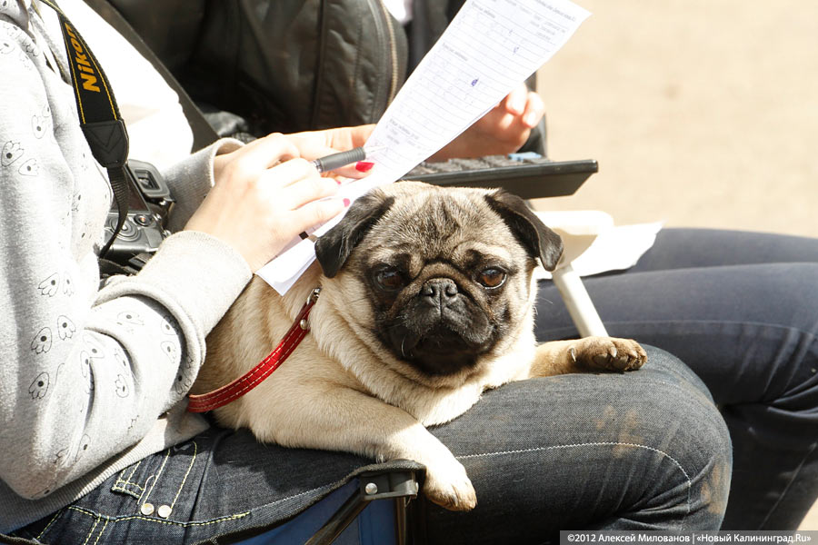 «Чистокровные двортерьеры»: фоторепортаж с выставки собак «Дворянское собрание»