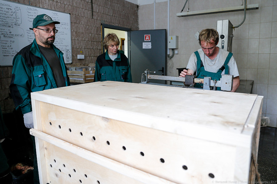 Тюлений «выпускной»: как животные из зоопарка обрели свободу на Балтике