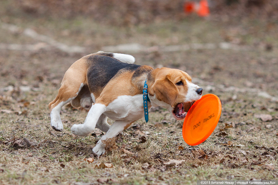«Зубастые ловцы»: фоторепортаж с соревнований по дог-фрисби