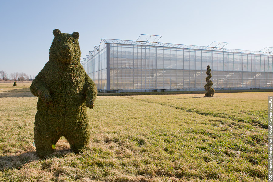 Букет к празднику: в Калинково вырастили 6 миллионов тюльпанов