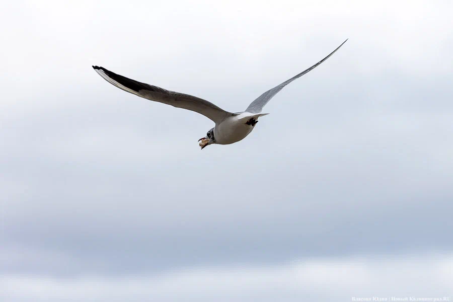 Небольшой дождь: погода в Калининградской области 15 марта