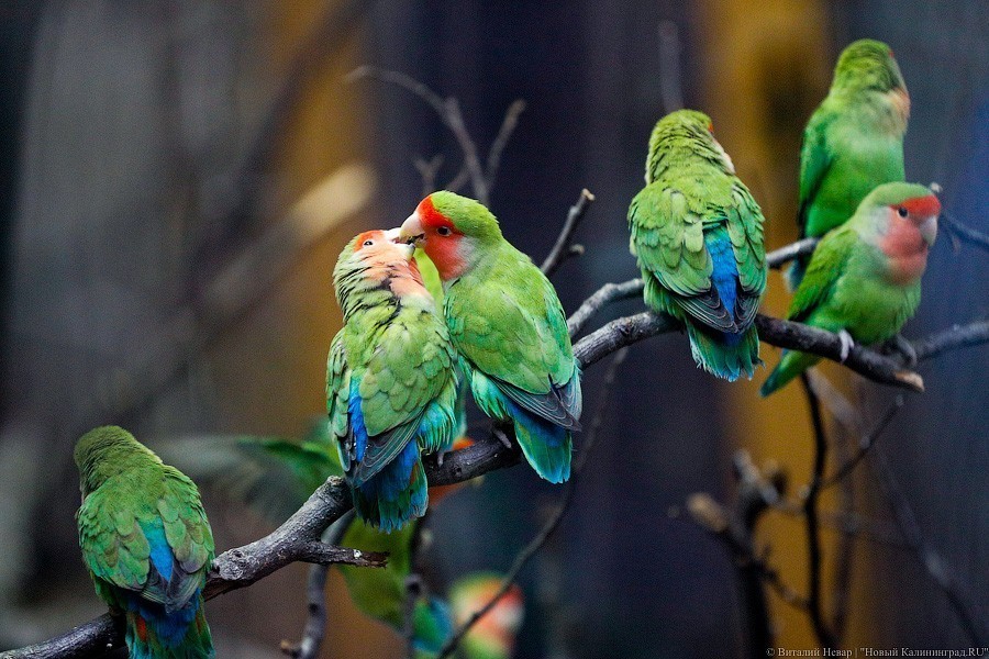 В зоопарке открыт Дом тропической птицы. Посмотрите на жако и спящего трубкозуба