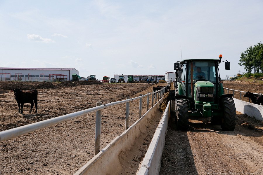 Бойня за землю: что мешает развиваться «Мираторгу» в Калининградской области