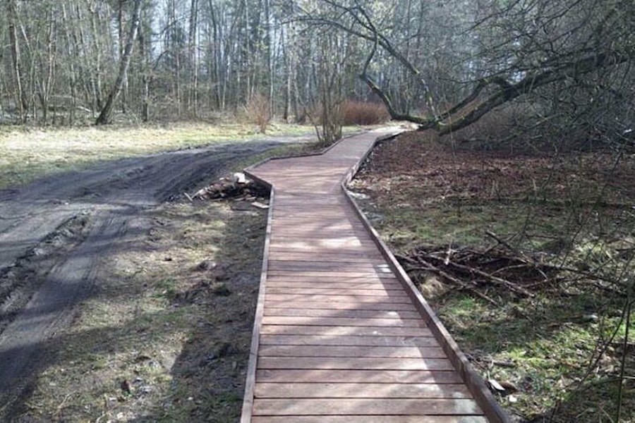 На Куршской косе благоустроили Королевский бор