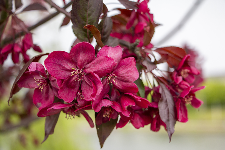 Погода в Калининградской области 7 мая