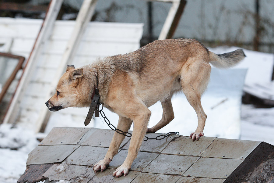 «Некуда девать»: как выглядит изнутри приют для бездомных животных