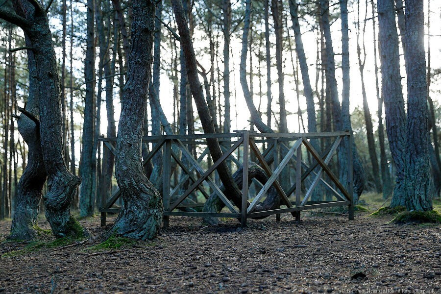 Виталий Невар / Новый Калининград