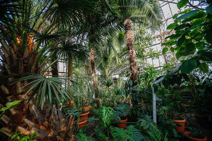 Экзотика в руинах: аварийные оранжереи Ботанического сада и их будущее