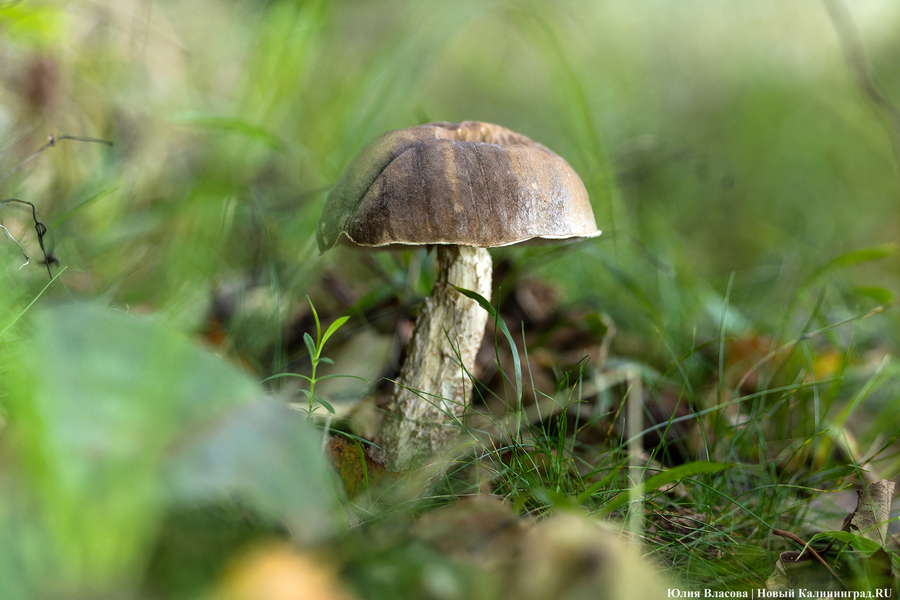 Они пошли: фоторепортаж с открытия «тихой охоты» в Калининградской области (фото)