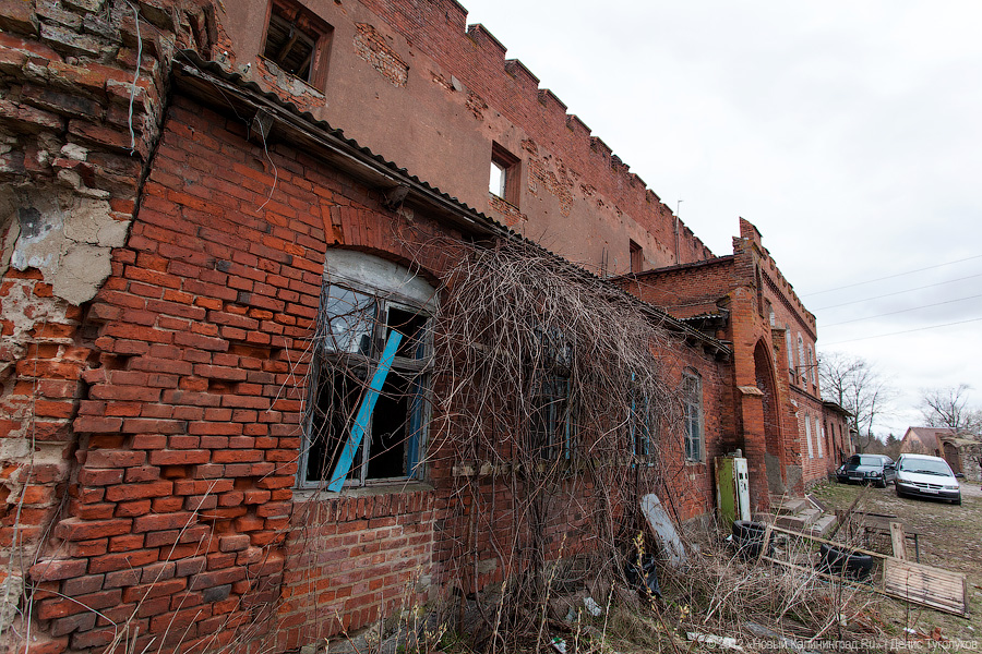 «Шаакен, волонтеры и кот Воровай»: фоторепортаж «Нового Калининграда.Ru»