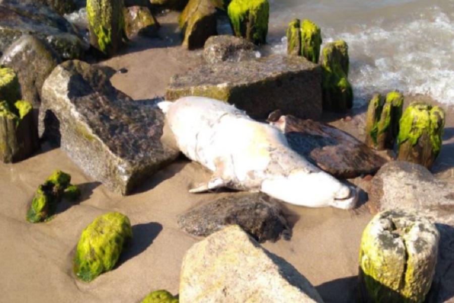«Не хотят замечать»: очевидец сообщил о мертвом тюлене под Зеленоградском (фото)