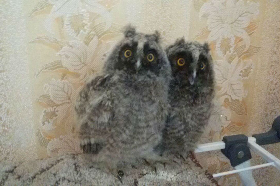 В Немане полицейский спас двух совят и забрал их домой (фото)