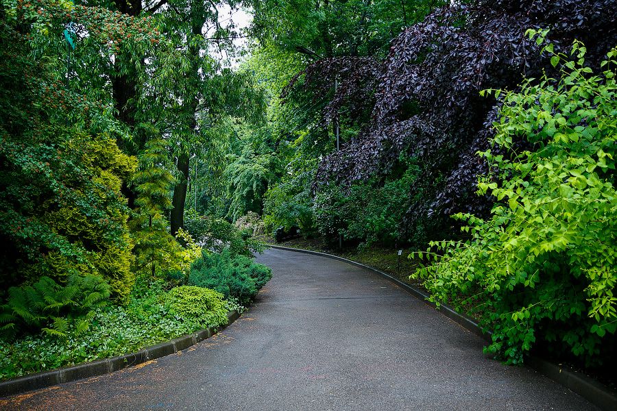 На неведомых дорожках: дендропарк калининградского Экоцентра