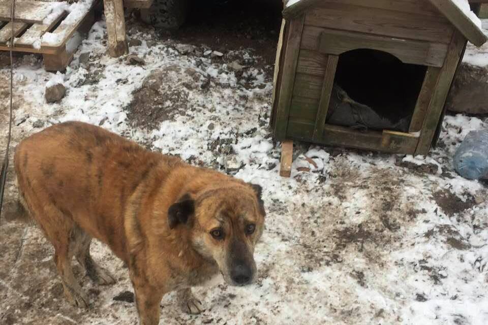 У калининградской синагоги установили будку для бездомной собаки (фото)