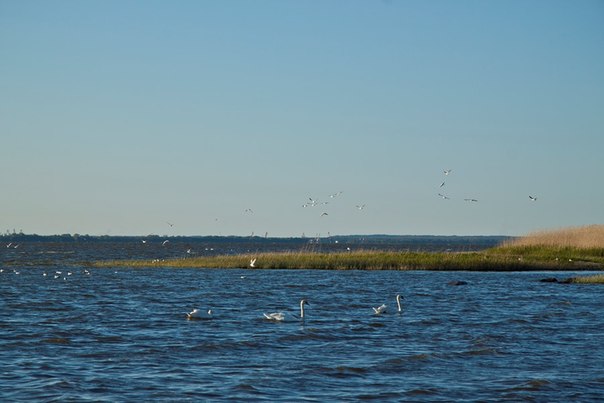 Freedom of Tounge — ваш язык заставит вас говорить по-английски! 