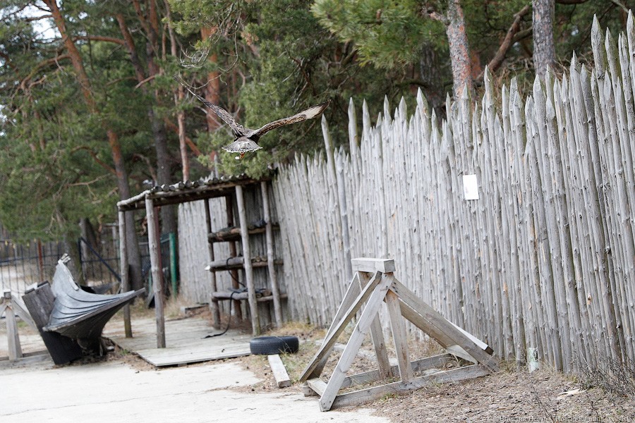 Пятеро местных и один залетный: на Куршской косе выпустили на волю канюков (фото)