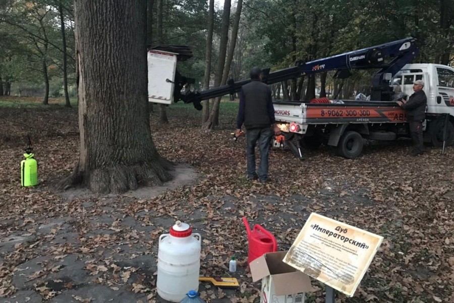 В Зеленоградске лечат медикаментами 150-летний дуб